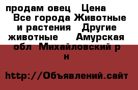  продам овец › Цена ­ 100 - Все города Животные и растения » Другие животные   . Амурская обл.,Михайловский р-н